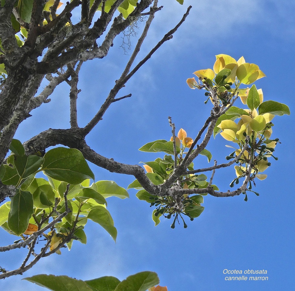 Ocotea obtusata .cannelle marron .lauraceae.endémique Réunion Maurice.P1030398