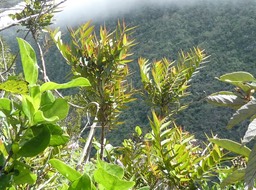 Phyllanthus cosangineus ? - Bois de négresse - PHYLLANTHACEAE - Endémique Réunion jpg