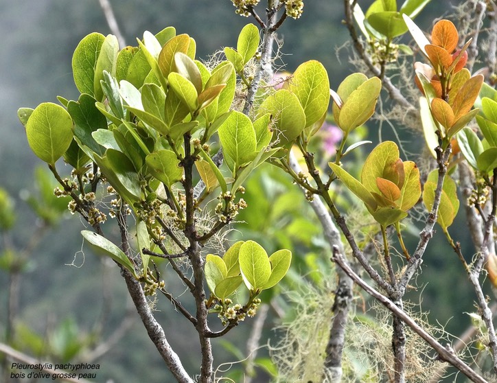 Pleurostylia pachyphloea. bois d'olive grosse peau. (rameau fleuri ) celastraceae.endémique Réunion.P1030537