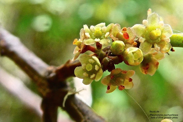 Pleurostylia pachyphloea. bois d'olive grosse peau.( fleurs ) celastraceae. endémique Réunion.P1030544