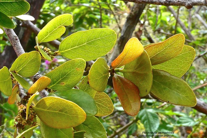 Pleurostylia pachyphloea. bois d'olive grosse peau.celastraceae.endémique Réunion.P1030558