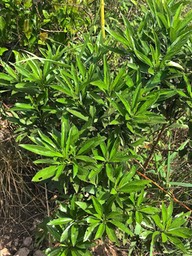 Psiadia dentata. Ti mangue. bois collant.asteraceae.endémique Réunion.IMG_8454