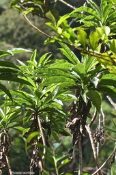 Psiadia laurifolia. bois de tabac.asteraceae.endémique Réunion.P1030176