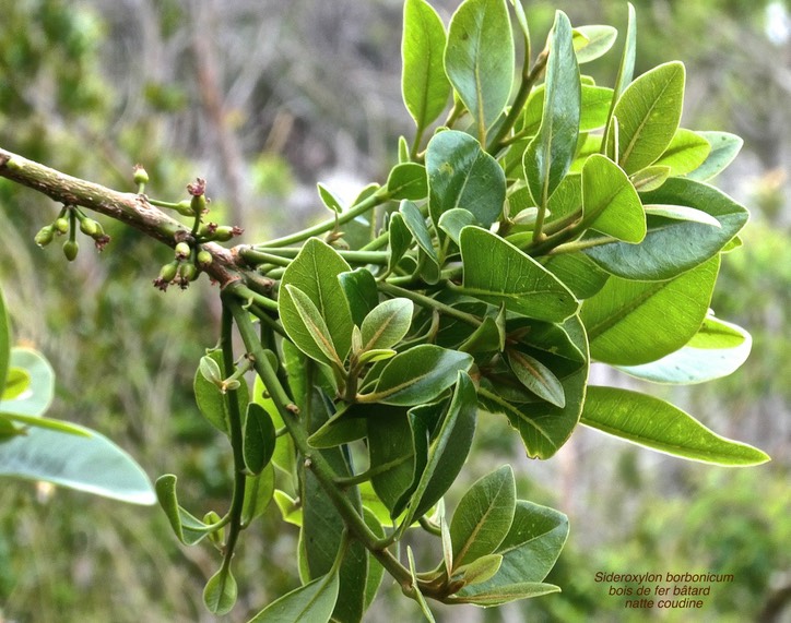 Sideroxylon borbonicum. bois de fer bâtard. natte coudine.sapotaceae.endémique Réunion.P1030289