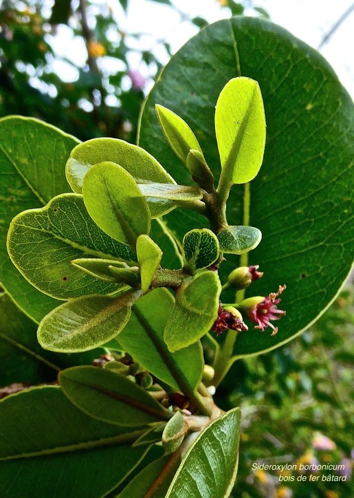 Sideroxylon borbonicum.bois de fer bâtard.natte coudine.sapotaceae.endémique Réunion.P1030299
