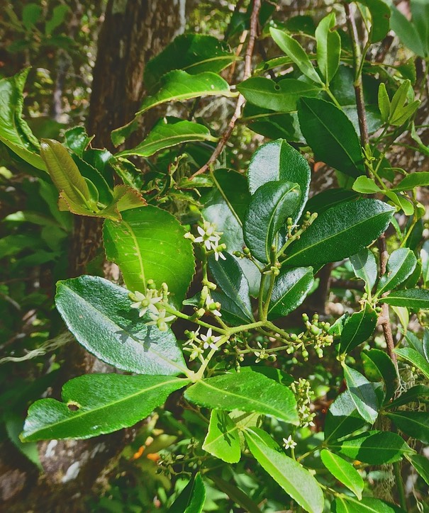 Toddalia asiatica.liane patte poule.rutaceae. indigène Réunion.P1030445