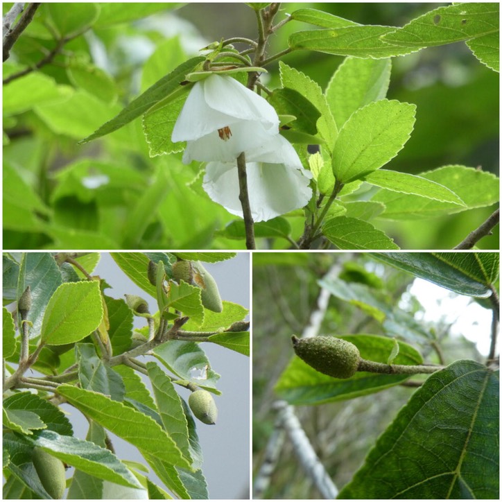 Trochetia granulata - Bois clochette, Boucle d'oreille (en bas à gauche / fruit consommé par Phelsuma ???)- MALVACEAE - Endémique Réunion 