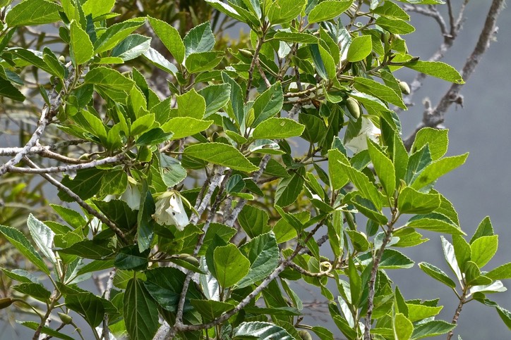 Trochetia granulata. boucle d'oreille.malvaceae.endémique Réunion.P1030480