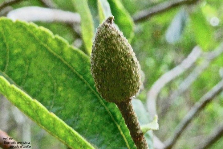 Trochetia granulata .boucle d'oreille .( fruit ) malvaceae.endémique Réunion.P1030624