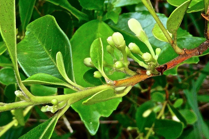 Turraea ovata . bois de quivi .meliaceae.endémique Réunion Maurice.P1030370