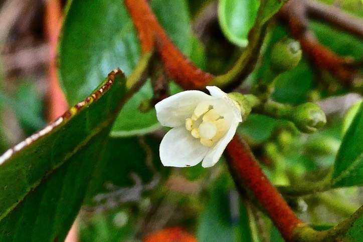 Turraea ovata. bois de quivi.meliaceae.endémique Réunion Maurice.P1030368