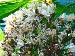 Vernonia fimbrillifera. bois de sapo. bois de source.(fruits ) asteraceae.endémique Réunion.P1030118