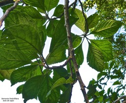 Vernonia fimbrillifera. bois de sapo . bois de source.asteraceae.endémique Réunion.P1030123