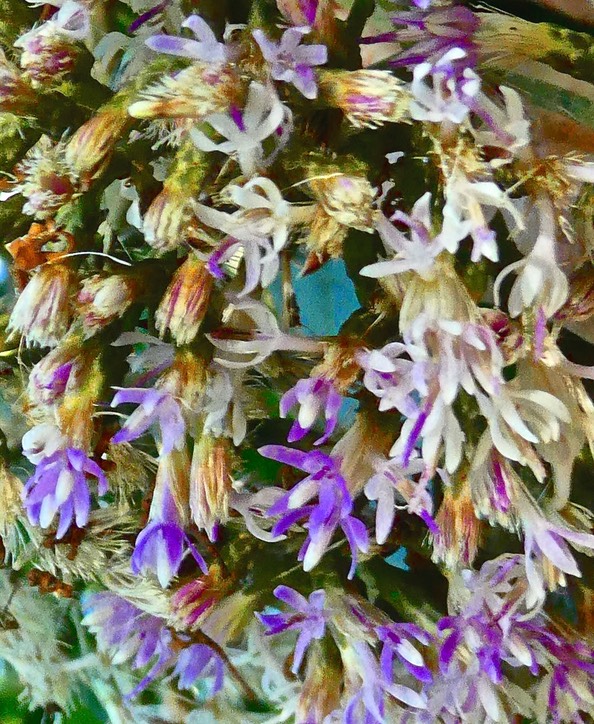 Vernonia fimbrillifera. bois de sapo.bois de source.( fleurs ) asteraceae.endémique Réunion.P1030132