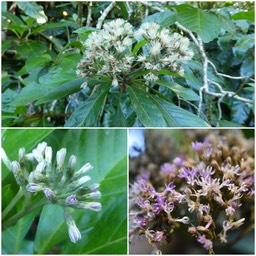 Vernonia frimbrillifera - Bois sapo - ASTERACEAE - Endémique Réunion