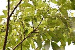 Allophylus borbonicus - Bois de merles - SAPINDACEAE - Endémique réunion, Maurice, Rodrigues