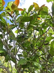 Antidesma madagascariense . bois de cabri blanc.phyllanthaceae;indigène Réunion .P1610275