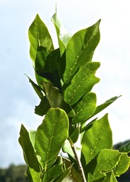 Antidesma madagascariense .bois de cabri blanc .phyllanthaceae .indigènne Réunion .P1610236