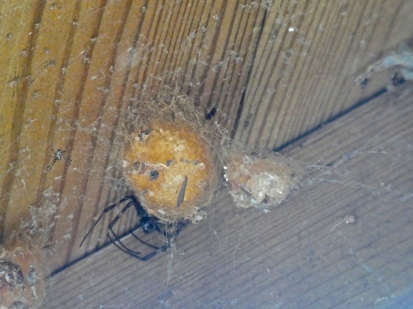  araignée Nephilingis borbonica??  P1610281