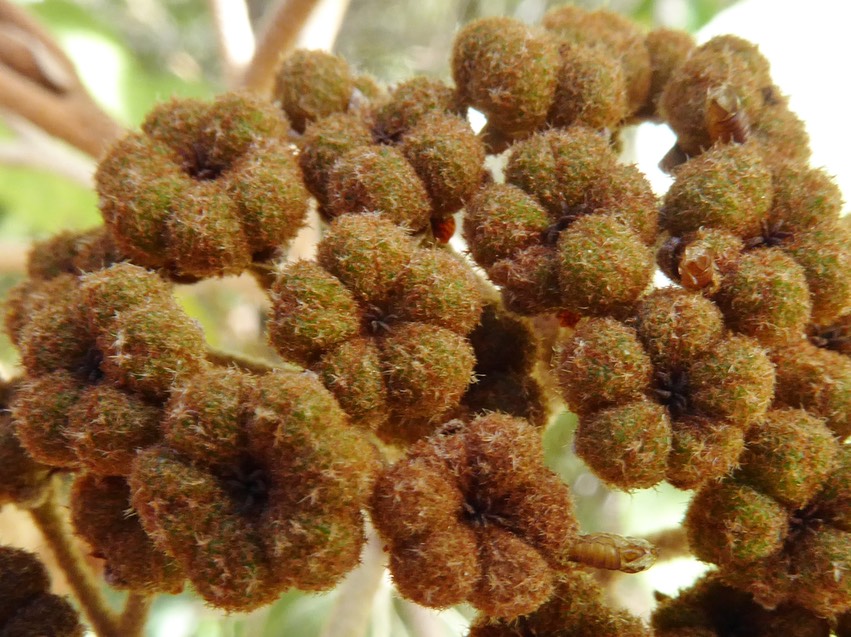 Fruits de Dombeya ferruginea (1)