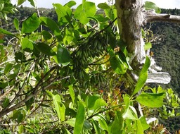 Geniostoma borbonicum - Bois de piment - LOGANIACEAE - Indigène Réunion, Maurice