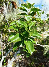 Ocotea obtusata . cannelle marron. lauraceae .endémique Réunion MauriceP1610225