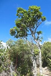 Ocotea obtusata.cannelle marron .lauraceae;endémique Réunion Maurice .P1610215