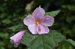 Pavonia columella - Pavonie rose - MALVACEAE - Indigène Réunion
