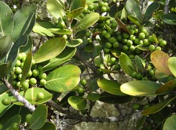 Sideroxylon borbonicum - Bois de fer batard - SAPOTACEAE - Endémique Réunion