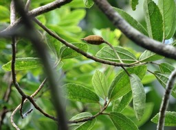 Trochetia granulata - Bois de clochette - MALVACEAE - Endémique Réunion