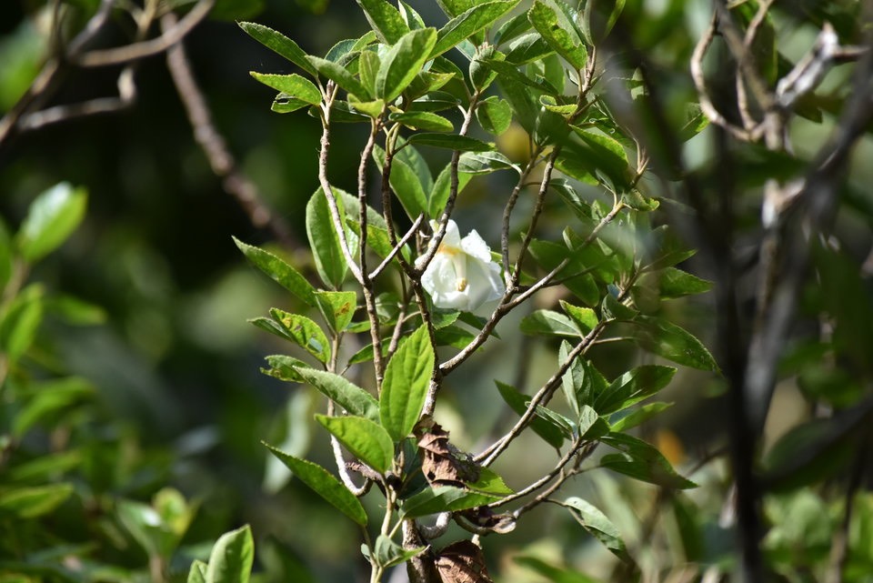 Trochetia granulata - Bois de clochette