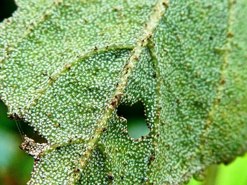 Trochetia granulata .poils stellés. face inférieure de la feuille .dombeyoideae .P1610120