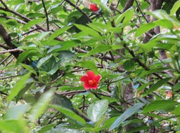 1 fleur de Hibiscus boryanus - Foulsapatte marron- Malvacée- B.
