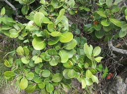 13 Sideroxylon borbonicum - Bois de fer batard-Natte coudine-… - SAPOTACEAE - Endémique Réunion   IMG_1764.JPG