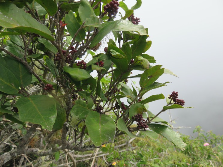 18 Fruits Antidesma madagascariense - Bois de cabri (blanc) - Euphorbiaceae -    Madagascar. Comores. La Réunion. Maurice  IMG_1770.JPG