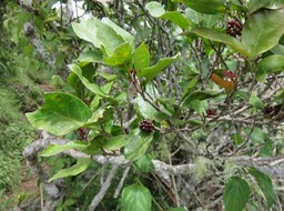 19 Fruits Antidesma madagascariense - Bois de cabri (blanc) - Euphorbiaceae -    Madagascar. Comores. La Réunion. Maurice  IMG_1771.JPG