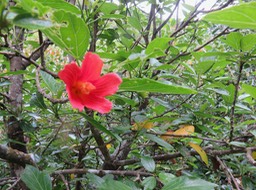 2 fleur de Hibiscus boryanus - Foulsapatte marron- Malvacée- B.
