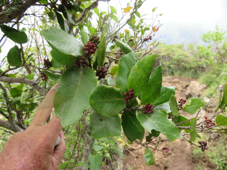 20 Fruits Antidesma madagascariense - Bois de cabri (blanc) - Euphorbiaceae -    Madagascar. Comores. La Réunion. Maurice  IMG_1772.JPG