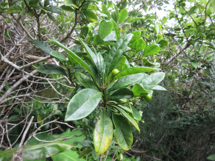 21 Fruits Pittosporum Senacia reticulatum - Bois de Joli cœur des Hauts  - Pittosporaceae