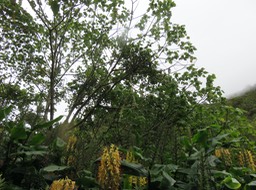 3 Korthalsella opuntia Viscum triflorum  - Sourichaude  - SANTALACEE indigène