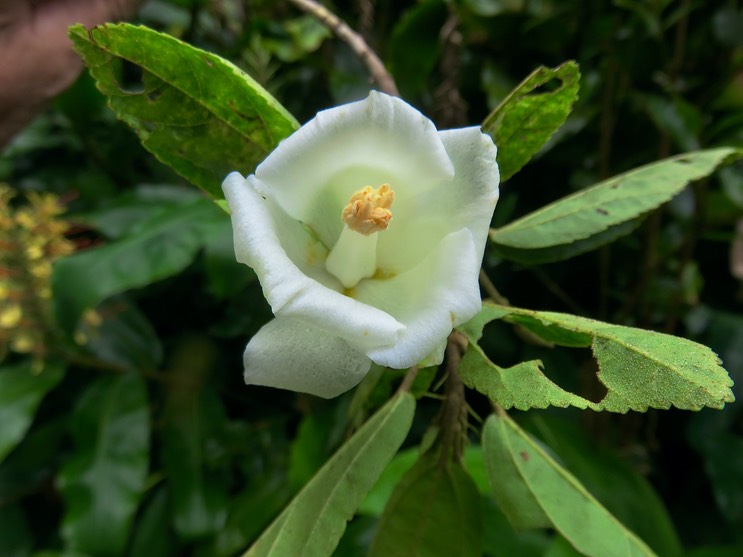 8 Fleur de Trochetia granulata- EX Sterculiacée- MALVACÉE- B