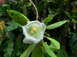 8b Fleur de Trochetia granulata- EX Sterculiacée- MALVACÉE- B