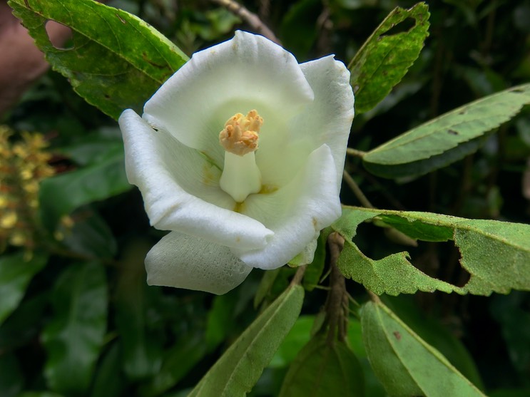 9 Fleur de Trochetia granulata- EX Sterculiacée- MALVACÉE- B
