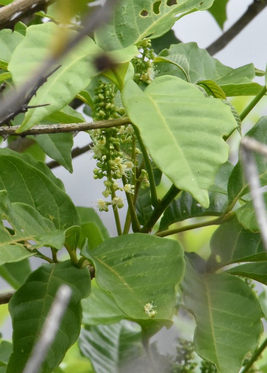 Allophylus borbonicus - Bois de merles - SAPINDACEAE - Endémique Réunion, Maurice, Rodrigues