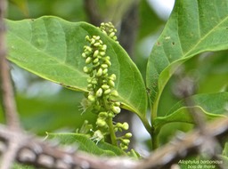 Allophylus borbonicus.bois de merle.sapindaceae.endémique Réunion Maurice Rodrigues.P1010811