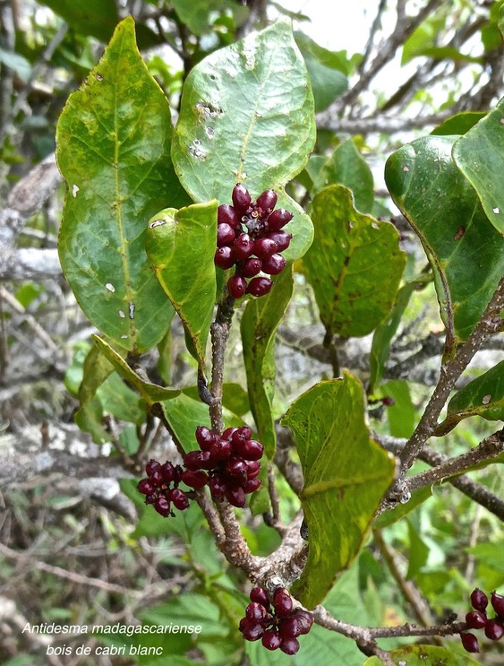Antidesma madagascariense.bois de cabri blanc.(avec fruits )phyllantaceae.indigène Réunion.P1010799