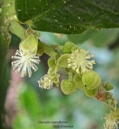 Claoxylon parviflorum.bois d'oiseaux.(inflorescence .  fleurs mâles   .)euphorbiaceae.endémique Mascareignes.P1010654