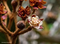 Dombeya ferruginea .malvaceae.P1010671