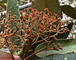 Dombeya ferruginea .malvaceae.P1010681