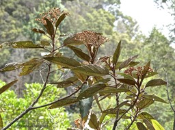 Dombeya ferruginea .malvaceae. P1010688